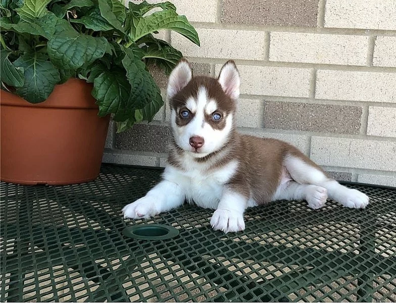 Sibiřský husky