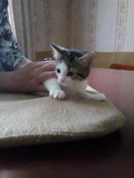 Daruji koťata do dobrých rukou