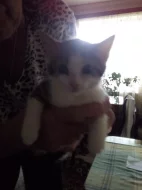 Daruji koťata do dobrých rukou