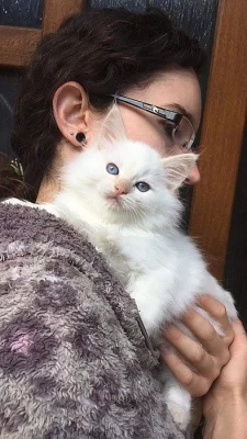Ragdoll kotě s PP