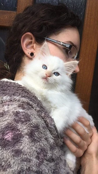 Ragdoll kotě s PP