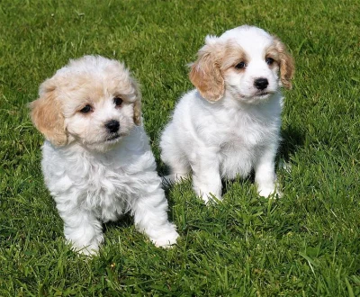 Cavalier King Charles Spaniel Puppies