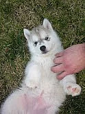 ACA Sibiřský husky