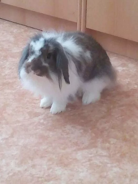 Zdarma