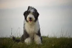 Bearded collie