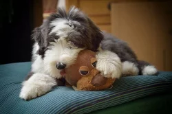 Bearded collie