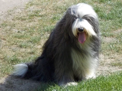 Bearded collie