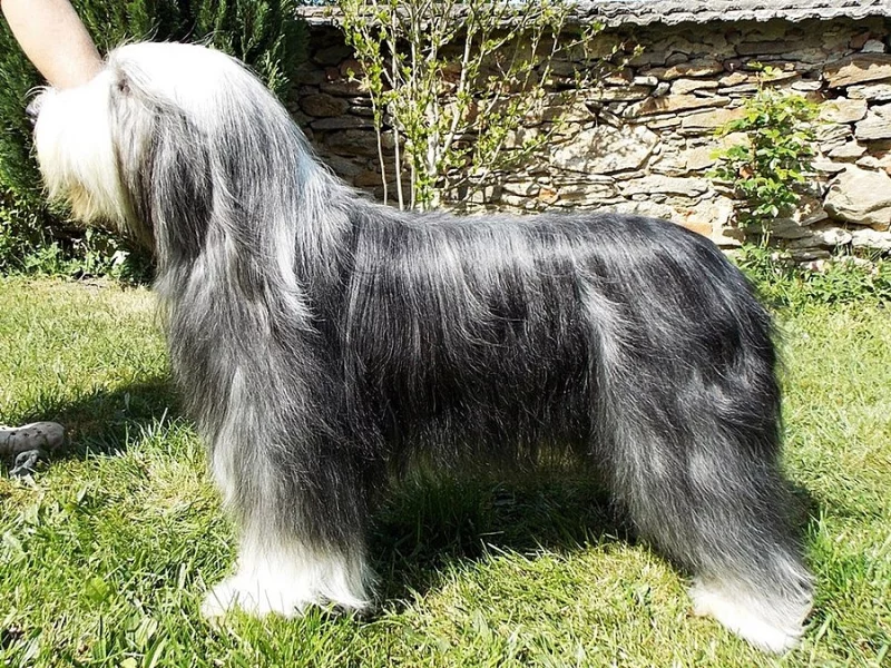 Bearded collie