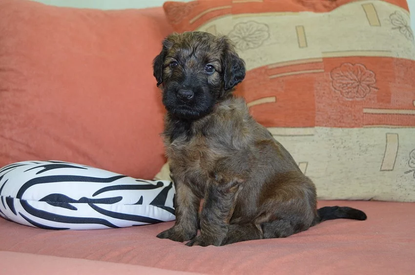 Briard plavá fenka