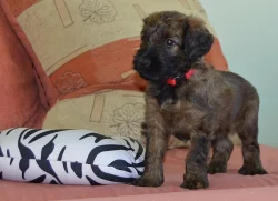 Briard plavá fenka