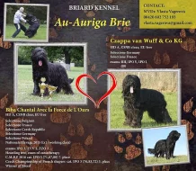 Briard plavá fenka