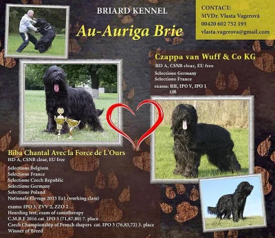 Briard plavá fenka