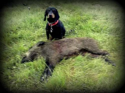 Slovenský kopov- štěňata