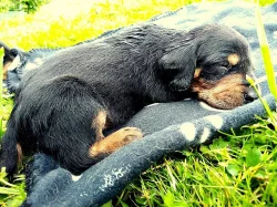 Slovenský kopov- štěňata