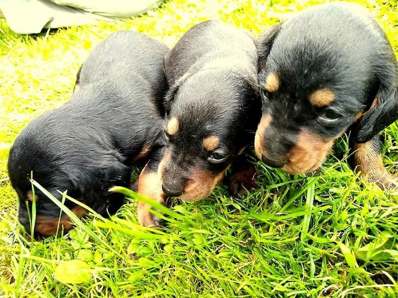 Slovenský kopov- štěňata