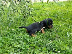 Slovenský kopov- štěňata