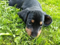 Slovenský kopov- štěňata