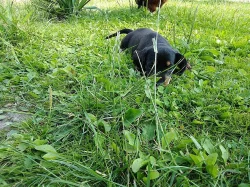 Slovenský kopov- štěňata