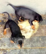 Slovenský kopov- štěňata