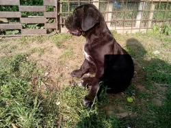 Prodam stenata cane corso