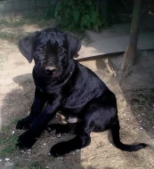 Prodam stenata cane corso