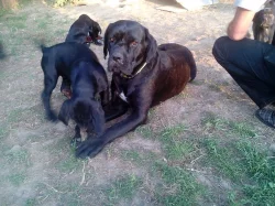 Prodam stenata cane corso