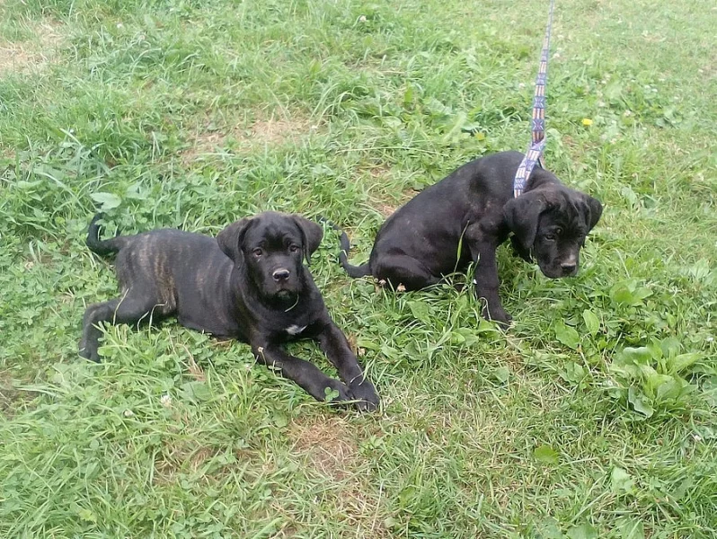 Prodam stenata cane corso