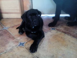 Prodam stenata cane corso