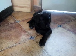 Prodam stenata cane corso