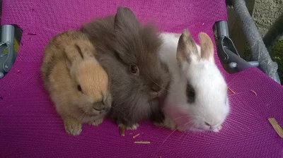 ZAKRSLÉ SAMIČKY KRÁLÍČKA,MLAĎATA K ODBĚRU