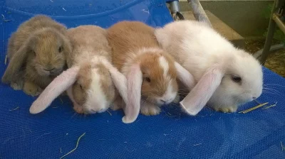 ZAKRSLÝ BERÁNCI/HOLKY I KLUCÍ výběr z 12 miminek