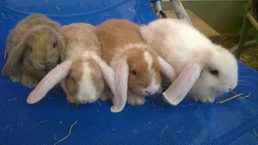ZAKRSLÝ BERÁNCI/HOLKY I KLUCÍ výběr z 12 miminek
