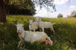 Prodám mladou kozu a kozlíka