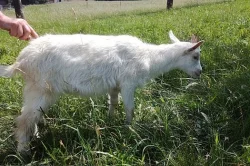 Prodám mladou kozu a kozlíka