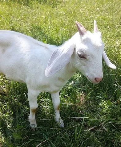 Prodám mladou kozu a kozlíka