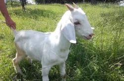 Prodám mladou kozu a kozlíka