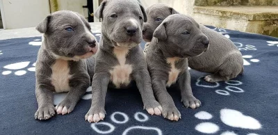 Staffordshire Bull Terriér