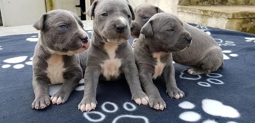 Staffordshire Bull Terriér