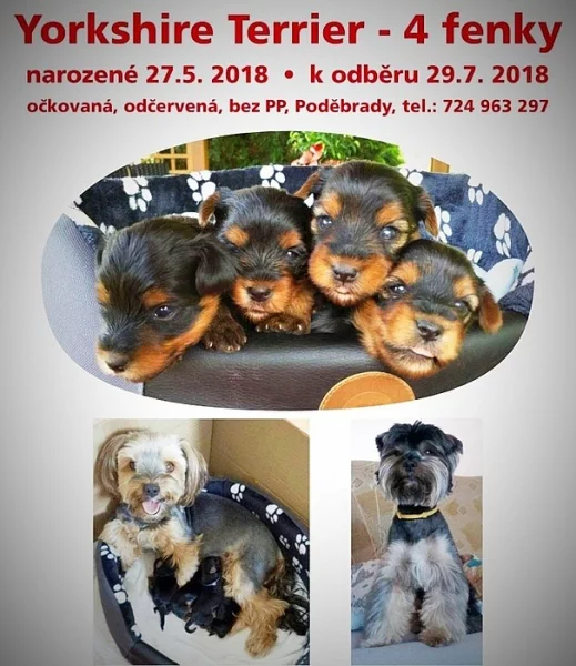 Jorkšírský teriér