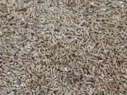 KRMNÉ OBILÍ - ŽITO