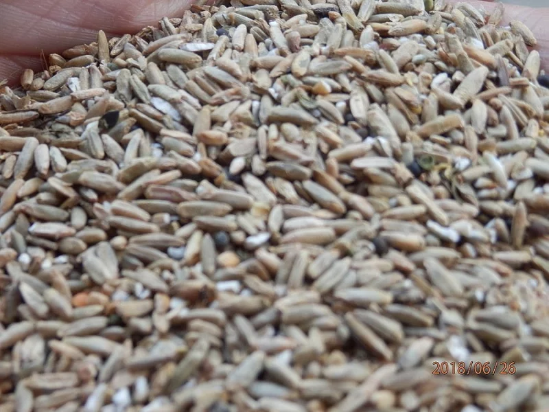 KRMNÉ OBILÍ - ŽITO