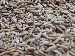 KRMNÉ OBILÍ - ŽITO