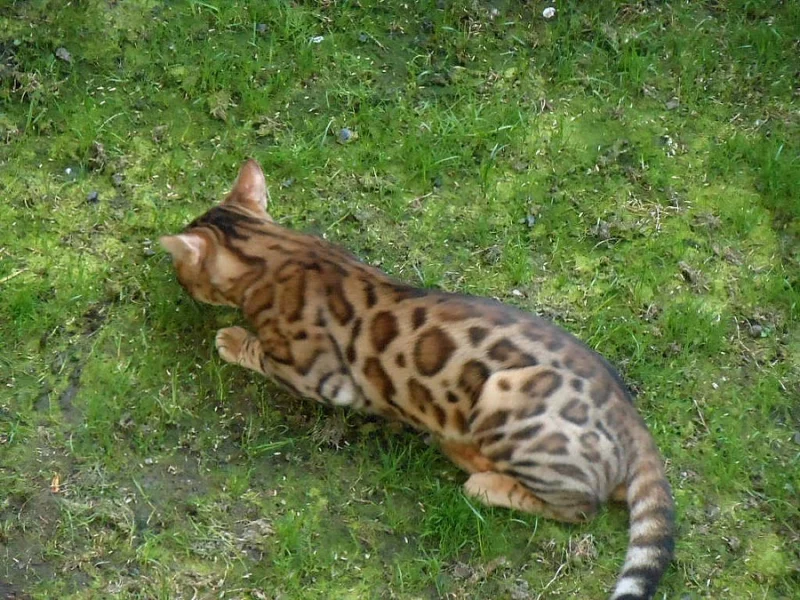Bengálská kočka