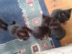 Černá koťata s mramorováním