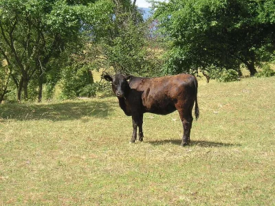 Angus  prodej