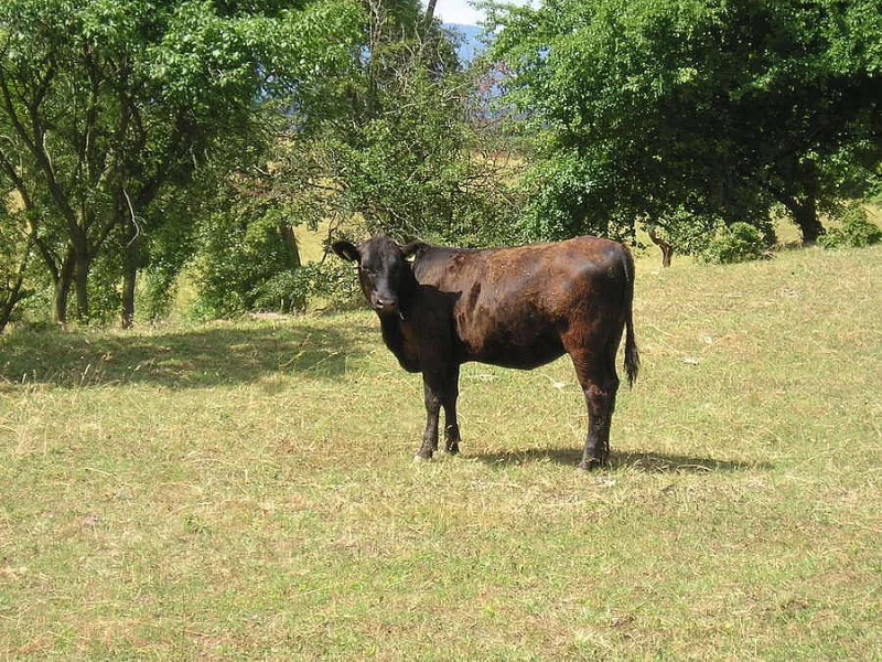 Angus prodej