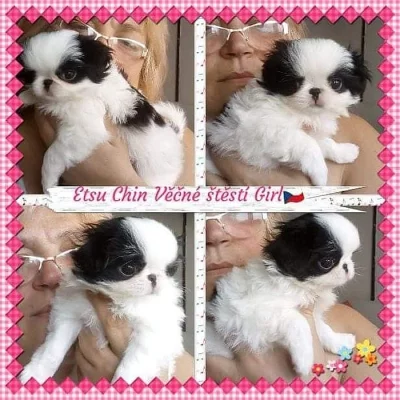 Japan chin kennel Věčné štěstí s P.P.