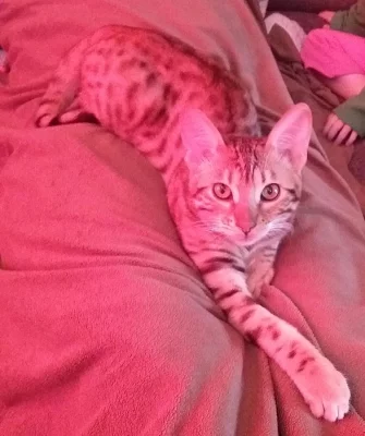 Bengalska kocka