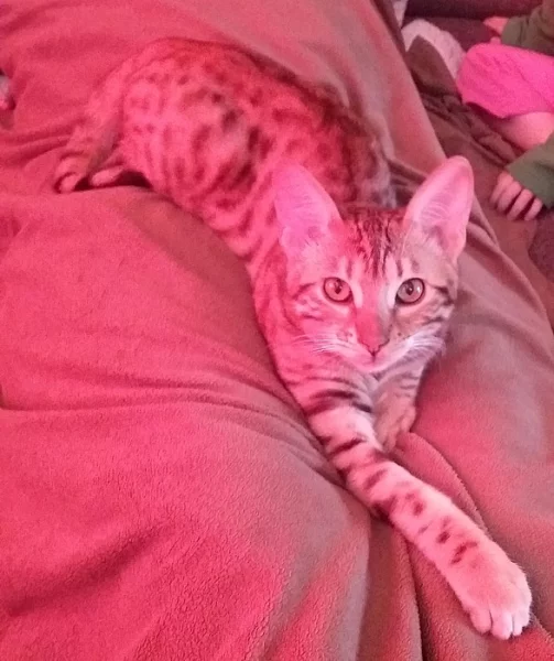Bengalska kocka