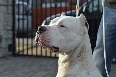Argentinská doga s PP